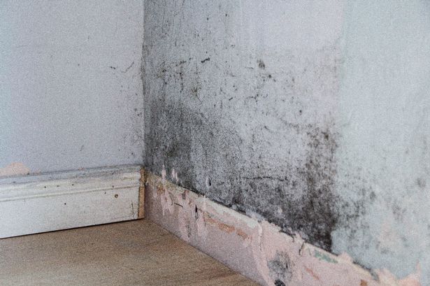 Mould on the wall