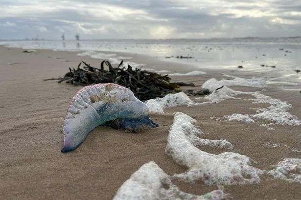 Portuguese Man O'War were sighted on Aberavon Beach