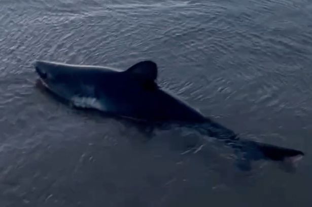Colleen Dunn managed to film the salmon shark before she rescued it
