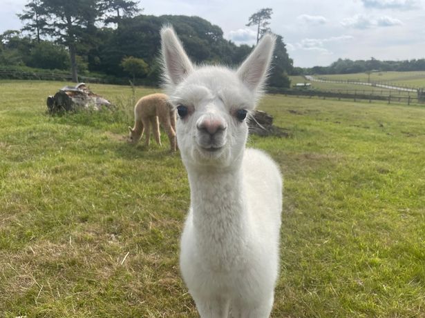 A white alpaca 