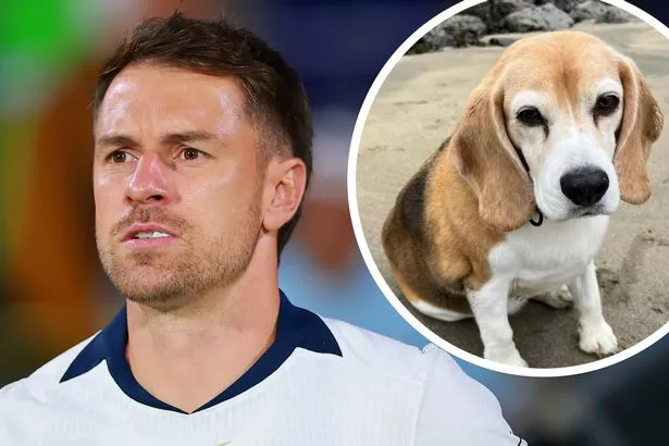 Aaron Ramsey and (inset) his pet beagle Halo