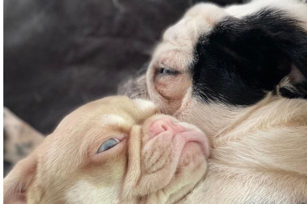 Three of Keith Davies' dogs have sadly died this month. 