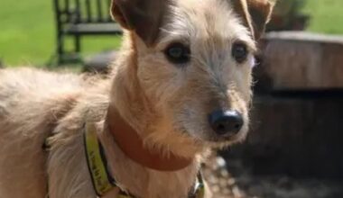 Dog of the Week: Rossi, Lurcher mix, Dogs Trust Merseyside