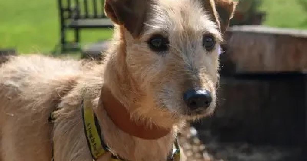 Dog of the Week: Rossi, Lurcher mix, Dogs Trust Merseyside