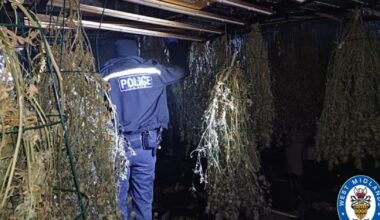 Rowood Drive police seize more than 50 cannabis plants