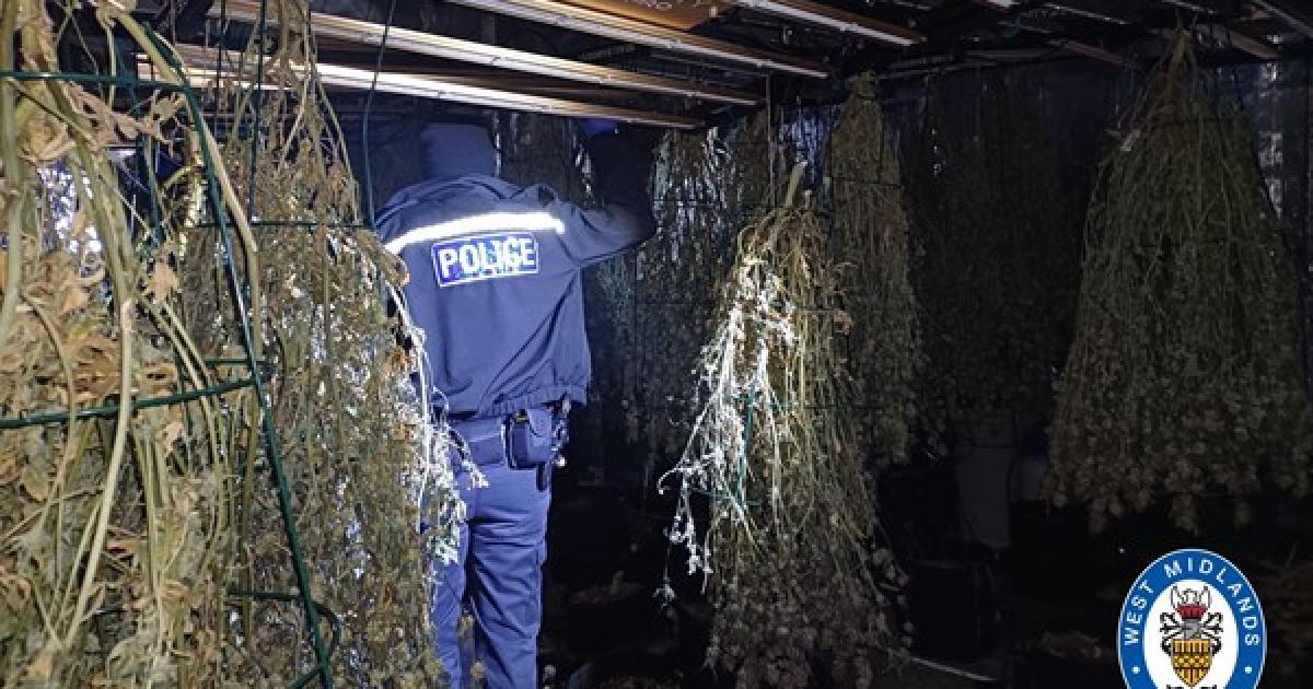 Rowood Drive police seize more than 50 cannabis plants