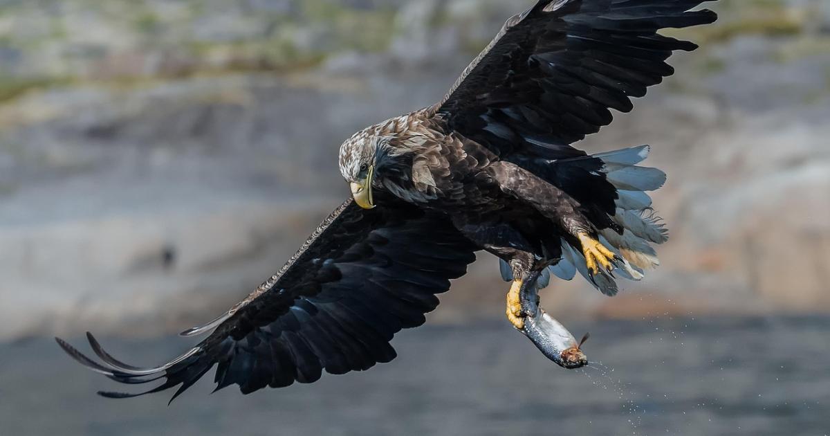Concerns raised over lamb losses if sea eagles return to Cumbria