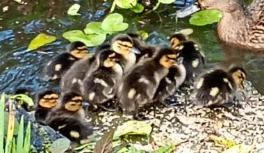 York duckings born in November: 'Let's hope they survive'