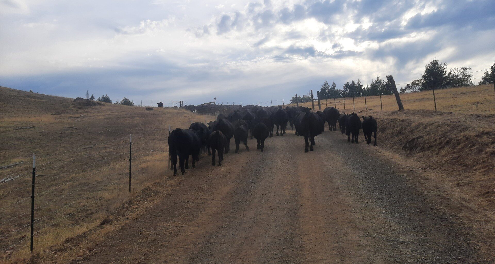 US ranchers whiplashed by Trump’s beef policies | Business and Economy News