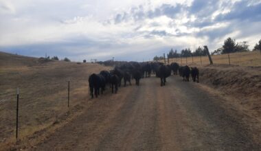 US ranchers whiplashed by Trump’s beef policies | Business and Economy News