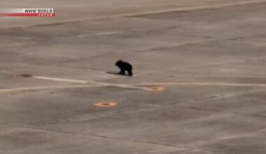 Airport in northeastern Japan reopens after bear intrusion