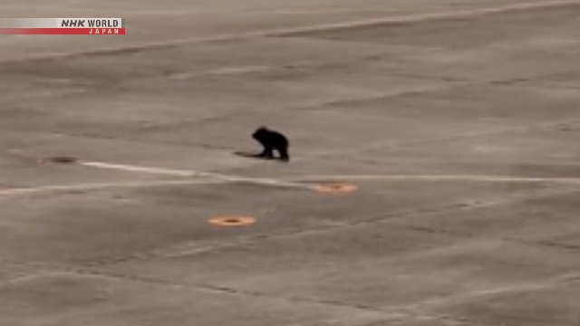 Airport in northeastern Japan reopens after bear intrusion