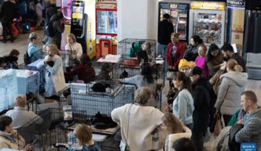 People attend charity event for adopting stray cats, dogs in Russia-Xinhua
