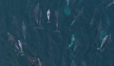 Bottlenose dolphin delight in Vidlin Voe