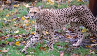 Rare cheetah comes to live in Edinburgh Zoo