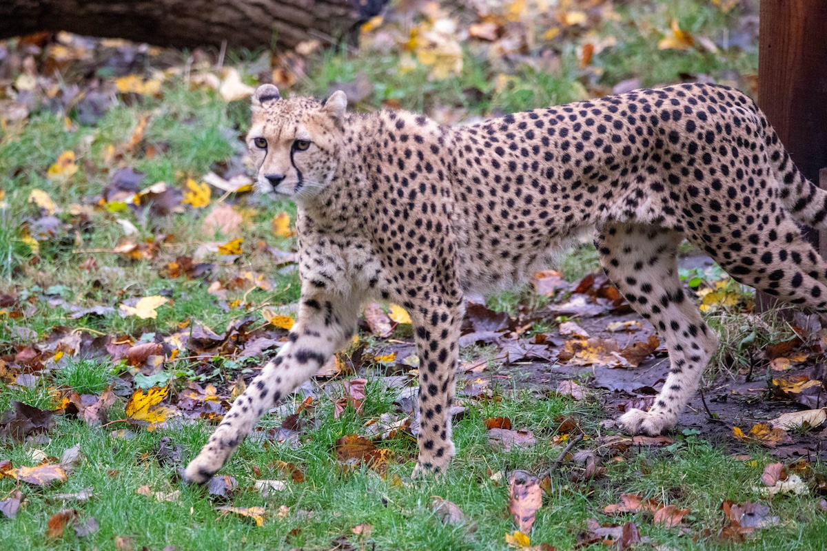 Rare cheetah comes to live in Edinburgh Zoo