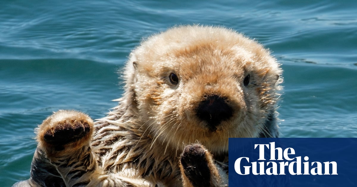 Thursday news quiz: TikTok horrors, hat-trick heroes and a rescued baby otter | Life and style