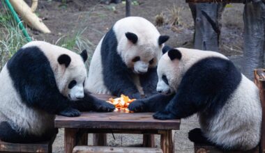 A panda bears’ picnic — and other news in pictures