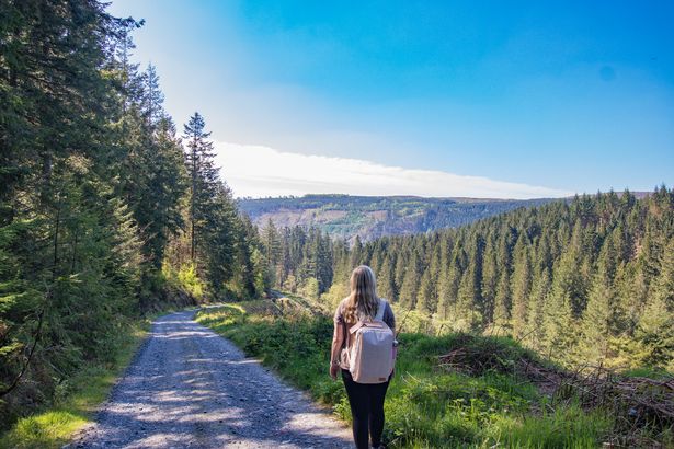 person walking through forestry