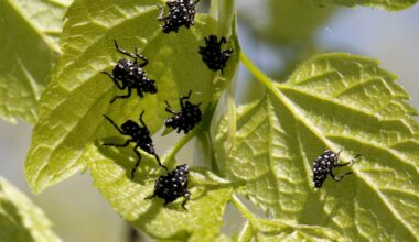 Invasive Spotted Lanternfly Established in Prince William County