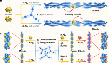Chiral metal cluster-mediated chirality transfer in light-harvesting nanoribbons for amplified circularly polarized luminescence