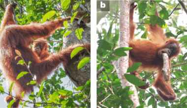 Culture is critical in driving orangutan diet development past individual potentials