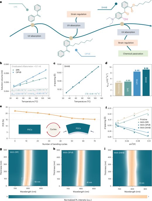 In situ dynamic regulation of strain at the buried interface of stable perovskite solar cells