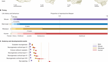 The new frontier in understanding human and mammalian brain development