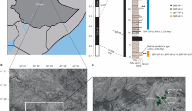 New finds shed light on diet and locomotion in Australopithecus deyiremeda