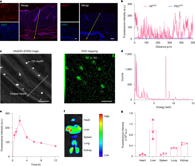 A skin-permeable polymer for non-invasive transdermal insulin delivery