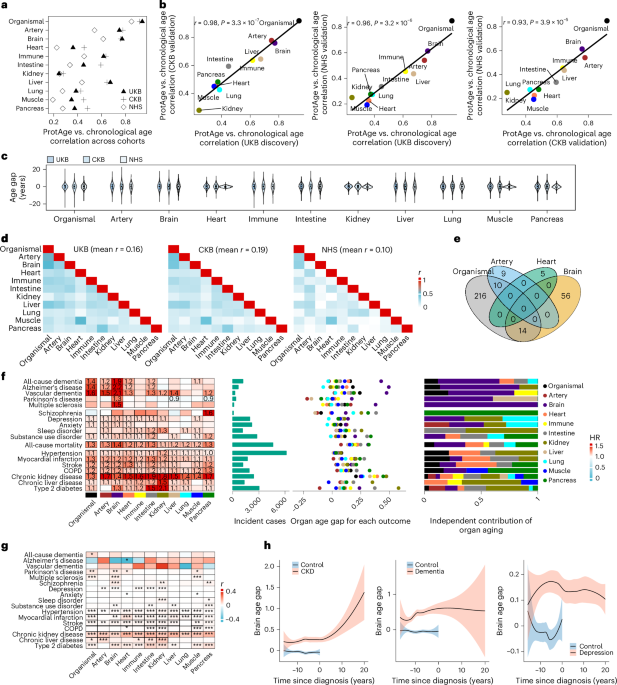 Organ-specific proteomic aging clocks predict disease and longevity across diverse populations