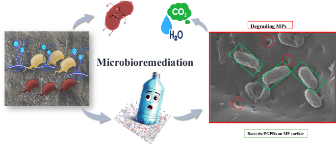 Microbial remediation of microplastic-contaminated soil, focusing on mechanisms, benefits, and research gaps