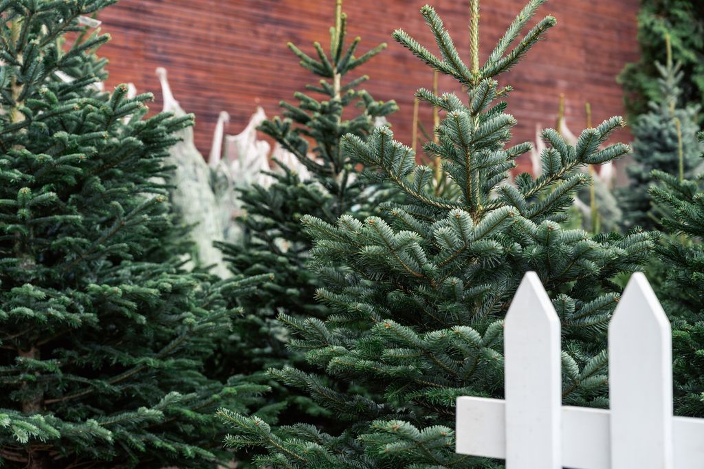 Take the appropriate steps to keep your Christmas tree thriving