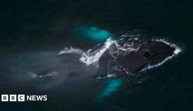 This picture shows a humpback whale swimming near the ocean surface, viewed from above. The whale’s dark body is clearly visible, with white water breaking along its back as it moves. Two bright turquoise patches stand out in the water—these are the whale’s pectoral fins, which often appear lighter underneath and glow through the water.