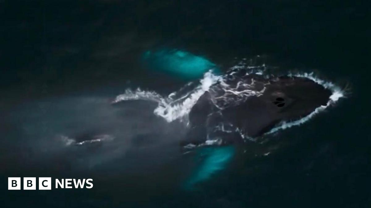 This picture shows a humpback whale swimming near the ocean surface, viewed from above. The whale’s dark body is clearly visible, with white water breaking along its back as it moves. Two bright turquoise patches stand out in the water—these are the whale’s pectoral fins, which often appear lighter underneath and glow through the water.