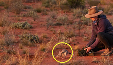 Radical 20-year plan to take back Aussie outback from predators: ‘Takes guts’