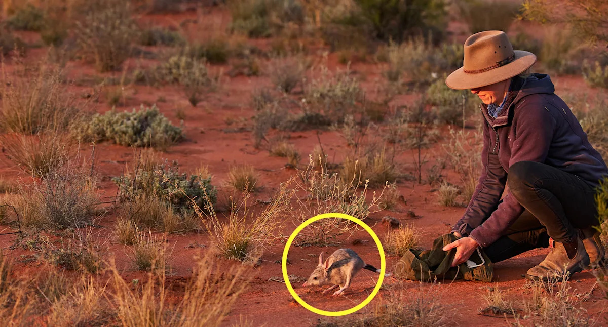 Radical 20-year plan to take back Aussie outback from predators: ‘Takes guts’