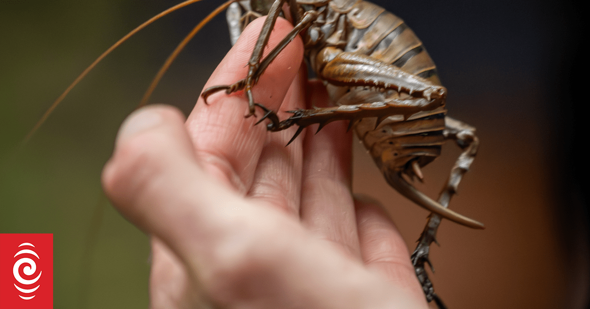 100 critically endangered Mahoenui giant wētā released into Taranaki's Rotokare Sanctuary