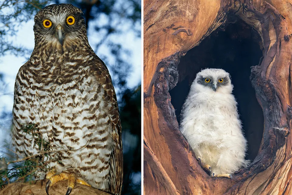 Left: An adult powerful owl. Right: A baby powerful owl in a tree hollow.