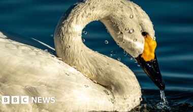 A Bewick's swan with a wet head