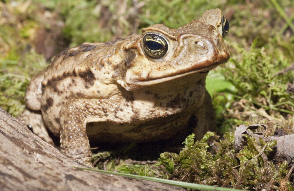 A mass culling of venomous toads takes place before I'm A Celebrity stars arrive at camp