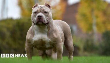A muscular American bully dog standing alert on green grass in an outdoor setting. The dog has a short, light brown coat with a white chest, cropped ears, and a broad head. The background shows blurred autumn-coloured trees and a building.
