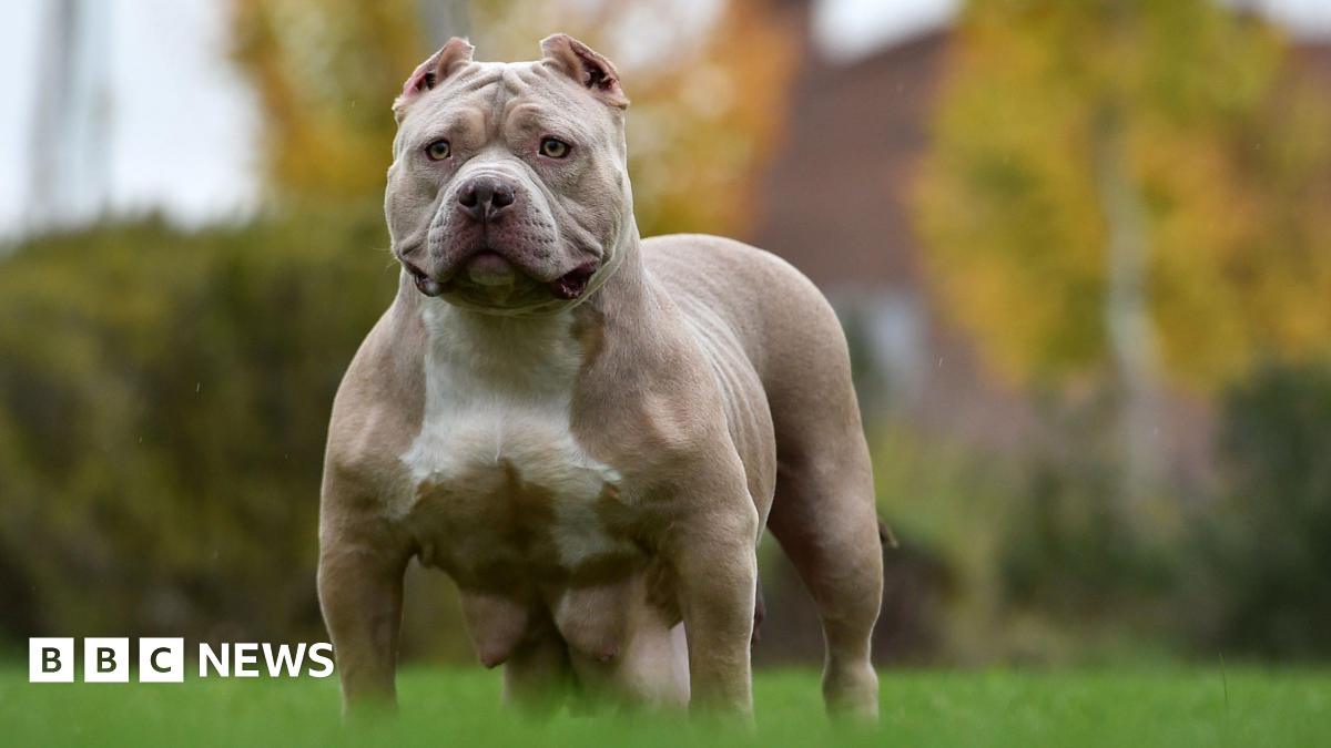 A muscular American bully dog standing alert on green grass in an outdoor setting. The dog has a short, light brown coat with a white chest, cropped ears, and a broad head. The background shows blurred autumn-coloured trees and a building.