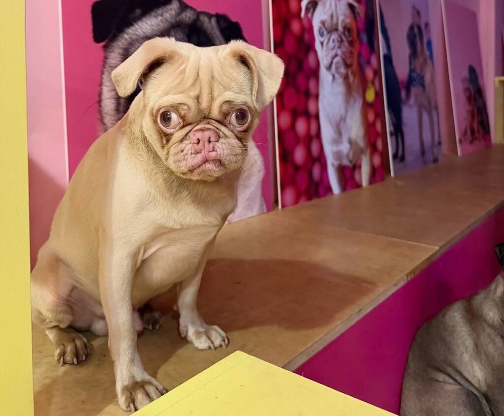 cuppapug glasgow pug cafe