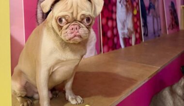There Is An Adorable Permanent Pug Cafe Coming To Glasgow Where You Can Pet And Play With Dogs Next Year