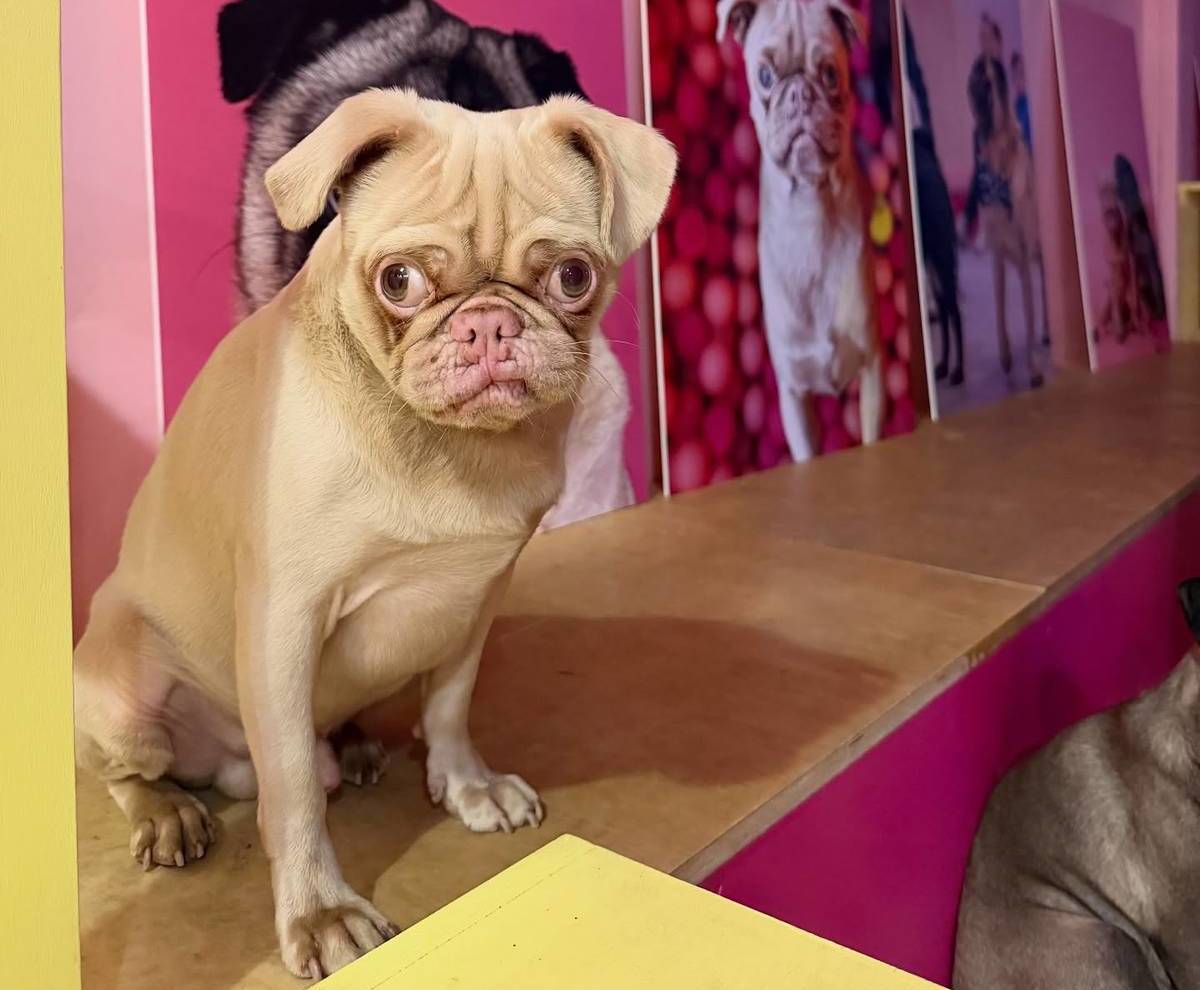 There Is An Adorable Permanent Pug Cafe Coming To Glasgow Where You Can Pet And Play With Dogs Next Year