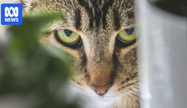 Feral cat eradication on Christmas Island clashes with Malay culture