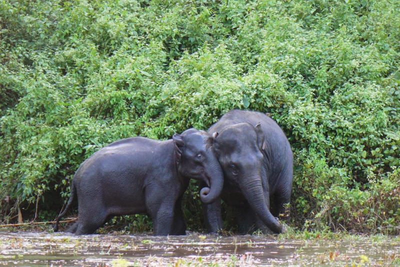 Two wild elephants are seen in Nong Pak Kum swamp in Thong Pha Phum Plantation in Kanchanaburi's Thong Pha Phum district. (Photo: Piyarat Jongcharoen)