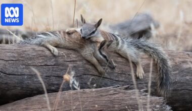 Photographer Lyn Alcock captures wild antics of Dryandra's numbat population over 20 years
