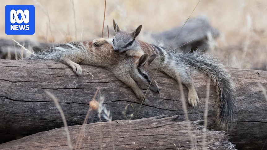 Photographer Lyn Alcock captures wild antics of Dryandra's numbat population over 20 years
